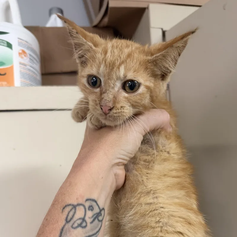 A baby medium-sized male Tabby cat named Stan for adoption in Columbia, SC