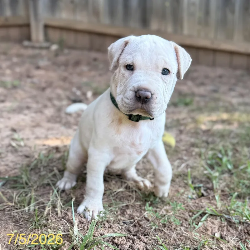 A baby medium-sized male White / Cream Shar-Pei dog named Alvin for adoption in Jackson, GA
