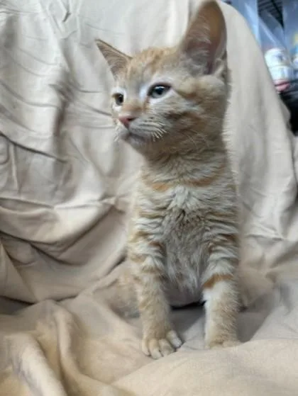 A baby small-sized female Domestic Short Hair cat named Ember for adoption in Janesville, WI