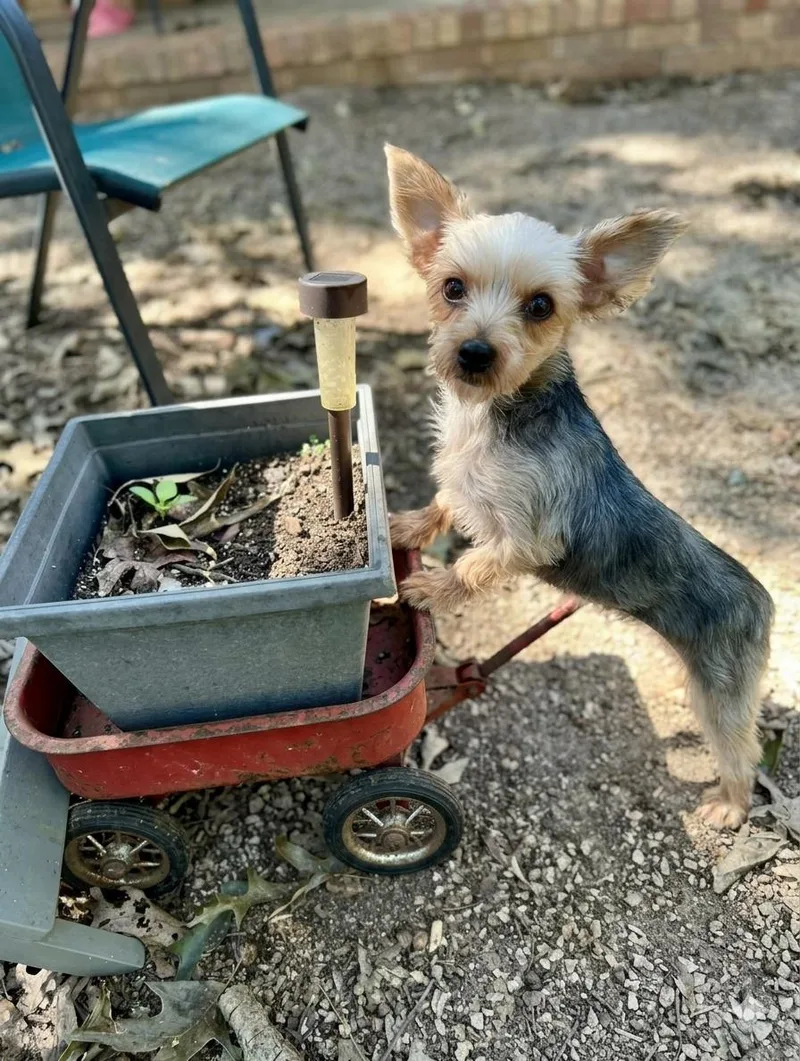 An adult small-sized female Yorkshire Terrier dog named Beatrix for adoption in Hartwell, GA