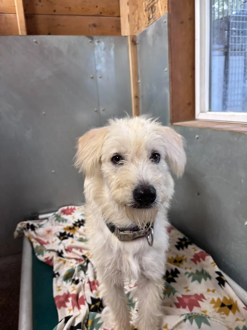 A young medium-sized female Poodle dog named Blanca for adoption in Windsor, CO