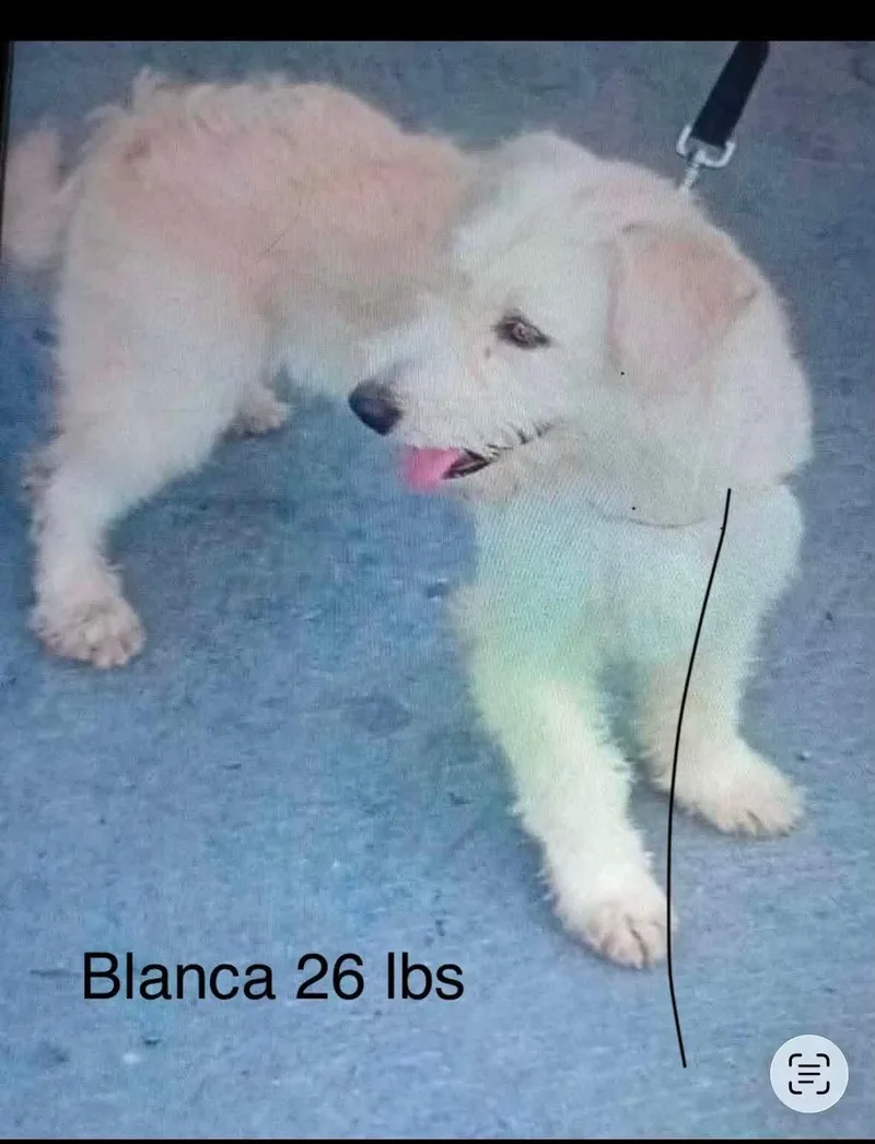 Blanca thumbnail 2
