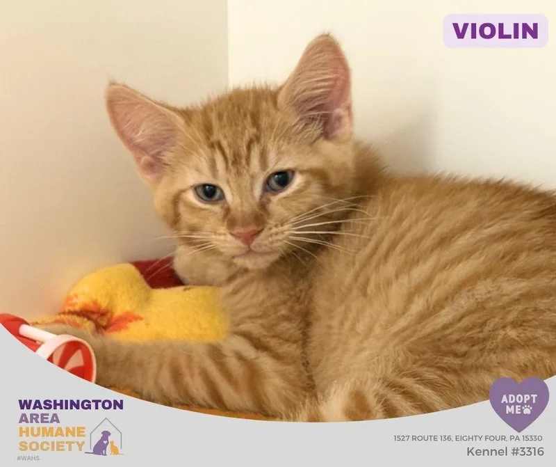 A baby small-sized male Tabby (Orange / Red) Domestic Short Hair cat named Violin for adoption in Eighty Four, PA