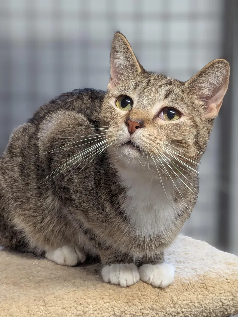 An adult medium-sized male Tabby (Gray / Blue / Silver) Domestic Short Hair cat named Scoot for adoption in Beaverton, OR