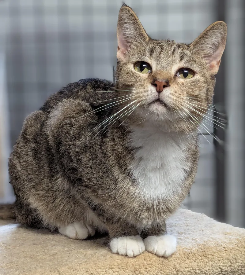 Scoot thumbnail 4