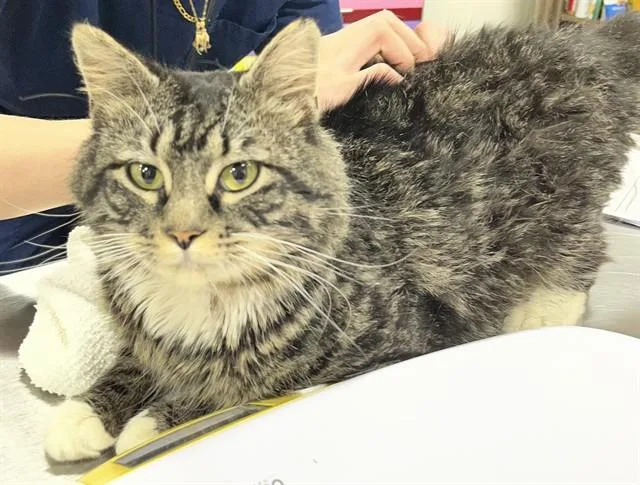 An adult large-sized male Domestic Medium Hair cat named Zephyr for adoption in Upper Marlboro, MD