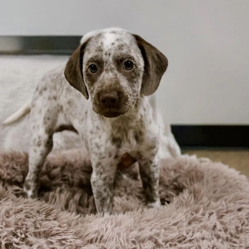 Dottie
