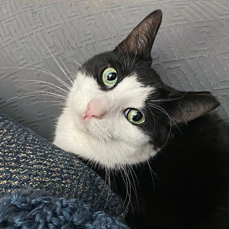 Ichabod Tcc thumbnail 3