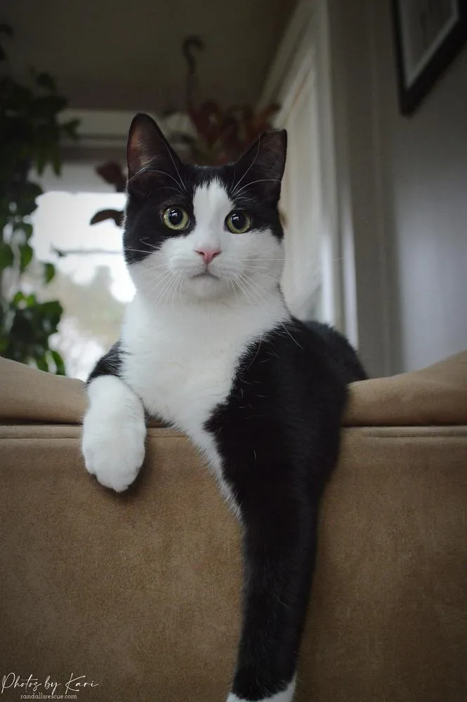 Ichabod Tcc thumbnail 5