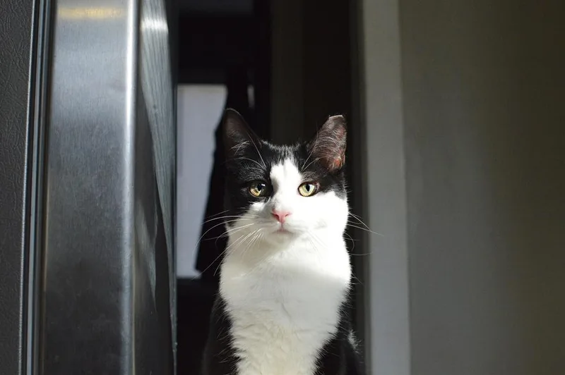 Ichabod Tcc thumbnail 6