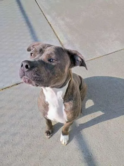 An adult large-sized female Pit Bull Terrier dog named Marley for adoption in Beatrice, NE