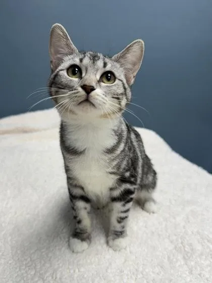 A baby medium-sized female Gray / Blue / Silver Domestic Short Hair cat named Shimmer for adoption in Tinley Park, IL
