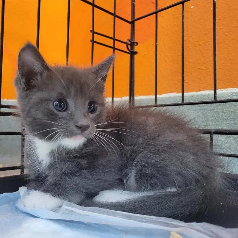 A baby small-sized male Gray / Blue / Silver Domestic Short Hair cat named Wisclawson for adoption in Westminster, CA
