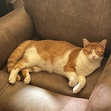 An adult medium-sized male Orange & White Tabby cat named Moses for adoption in Egg Harbor City, NJ