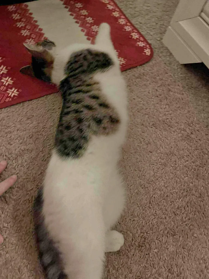 Sophie  Playful And thumbnail 4