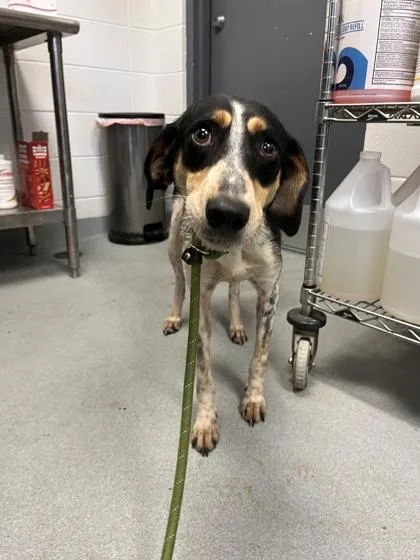 An adult medium-sized male Mixed Breed dog named Alcide for adoption in Spruce Pine, NC