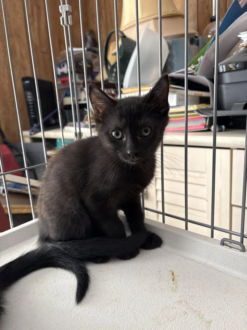 A young medium-sized male Black Domestic Medium Hair cat named Eddy for adoption in White Bluff, TN