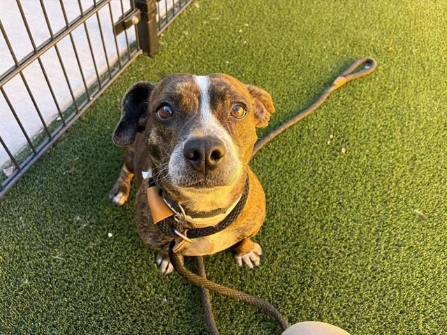 A young small-sized female Chihuahua dog named Bianca for adoption in Mesa, AZ