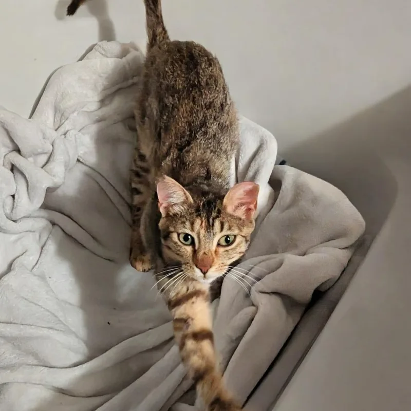 A young medium-sized female Torbie Domestic Short Hair cat named Nala Malone for adoption in Eagle Mountain, UT