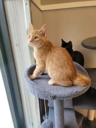 A baby small-sized male Domestic Short Hair cat named Wafer for adoption in Fergus Falls, MN