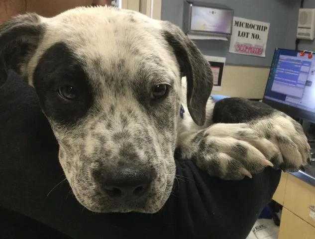 A young small-sized male Pit Bull Terrier dog named Peter for adoption in Riverside, CA
