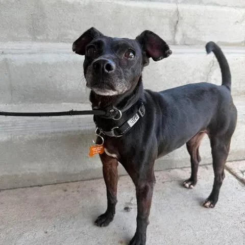An adult medium-sized male Black Mixed Breed dog named Dubi for adoption in Bend, OR