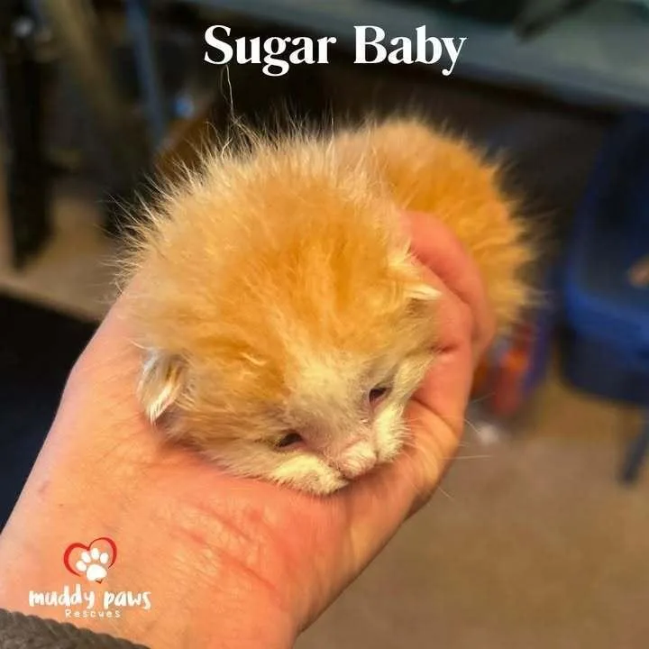 A baby small-sized male Domestic Medium Hair cat named Gold & Girls: for adoption in Council Bluffs, IA