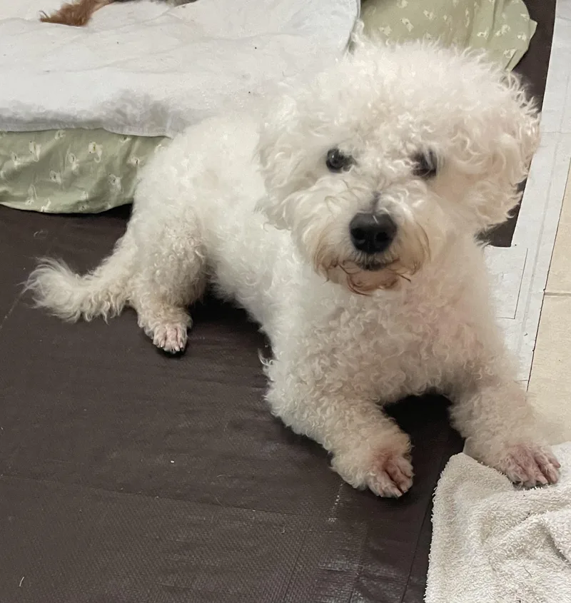 An adult small-sized male Bichon Frise dog named Maxwell for adoption in Delmar, NY