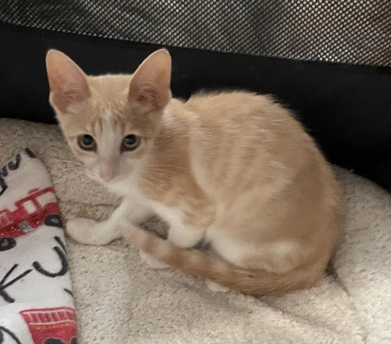 Marioportofino Petsmart