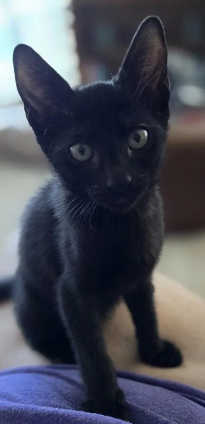 A baby small-sized male Domestic Short Hair cat named Cole for adoption in Honolulu, HI