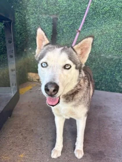 A young medium-sized female Black Siberian Husky dog named Little Rock for adoption in El Paso, TX