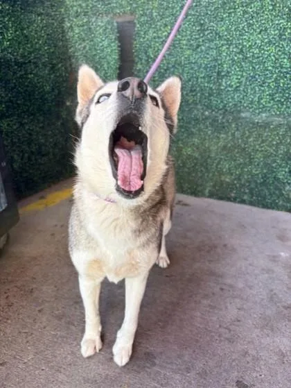 Little Rock thumbnail 2