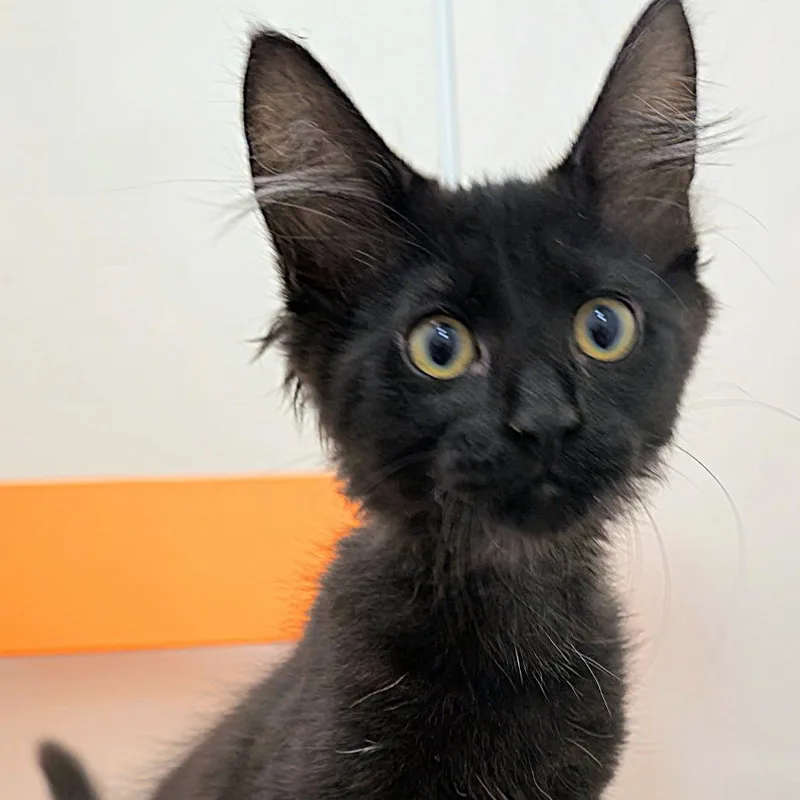 A baby small-sized male Domestic Medium Hair cat named Marlin for adoption in Cumming, GA