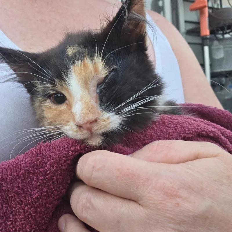A baby small-sized female Black Domestic Short Hair cat named Spooky for adoption in Othello, WA