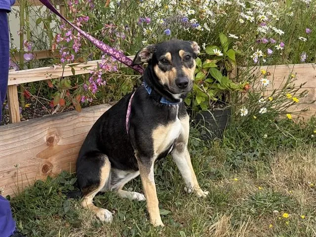 A young medium-sized female Pit Bull Terrier dog named Mocha for adoption in McKinleyville, CA