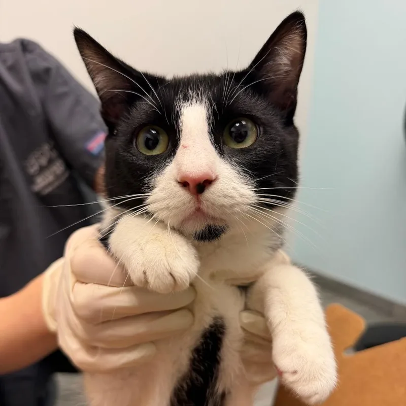 A young medium-sized male Domestic Short Hair cat named Socks for adoption in Jacksonville, FL