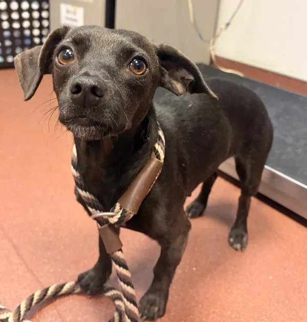 A young small-sized female Chihuahua dog named Cinnamon for adoption in Dublin, CA