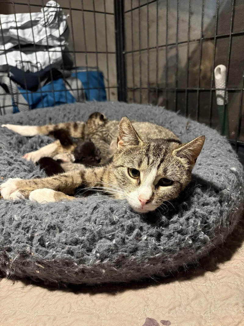 A young medium-sized female Domestic Short Hair cat named Pride for adoption in Philadelphia, PA