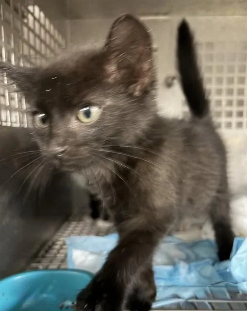 A baby medium-sized male Domestic Short Hair cat named Casey for adoption in Chester, SC