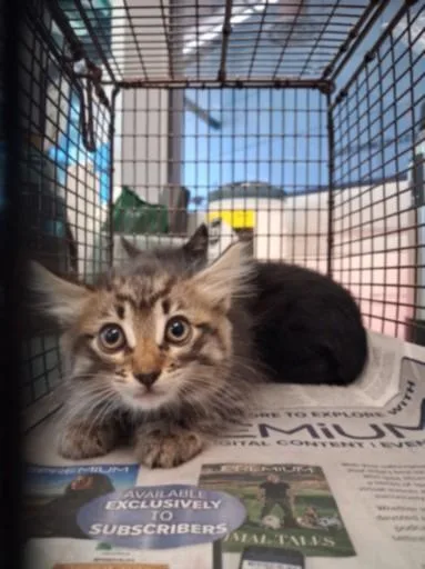 A baby small-sized female Domestic Short Hair cat named Mikey for adoption in Chatsworth, CA