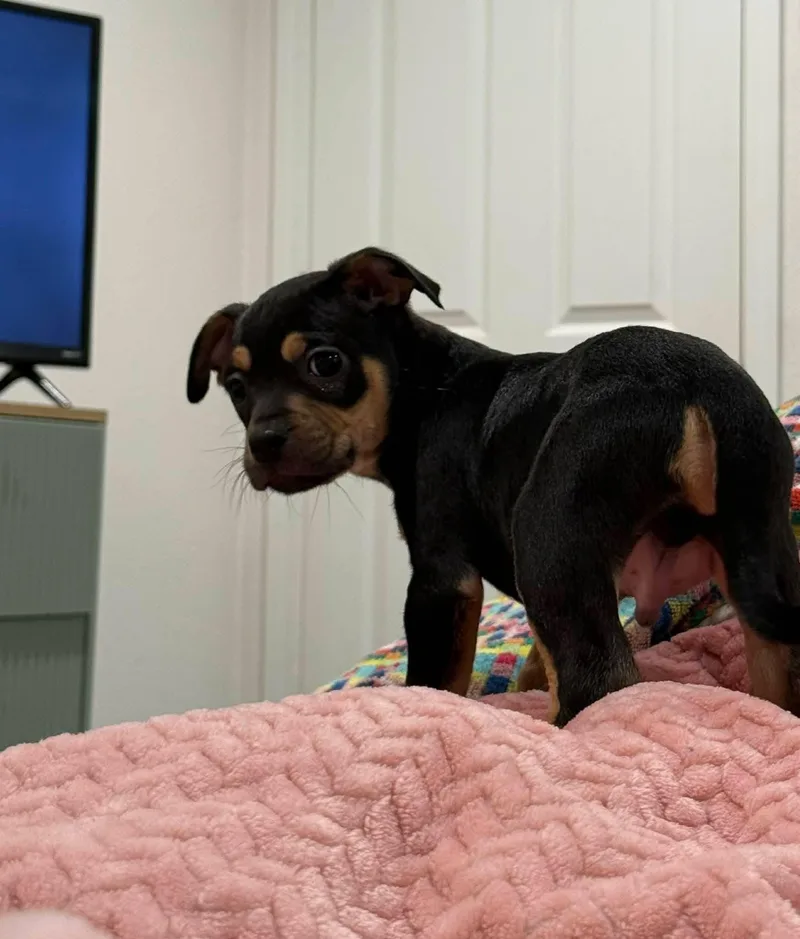 A baby medium-sized male Chihuahua dog named Guac for adoption in Alexander, AR