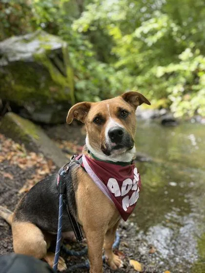 An adult medium-sized female Mixed Breed dog named Mazikeen for adoption in Roseburg, OR