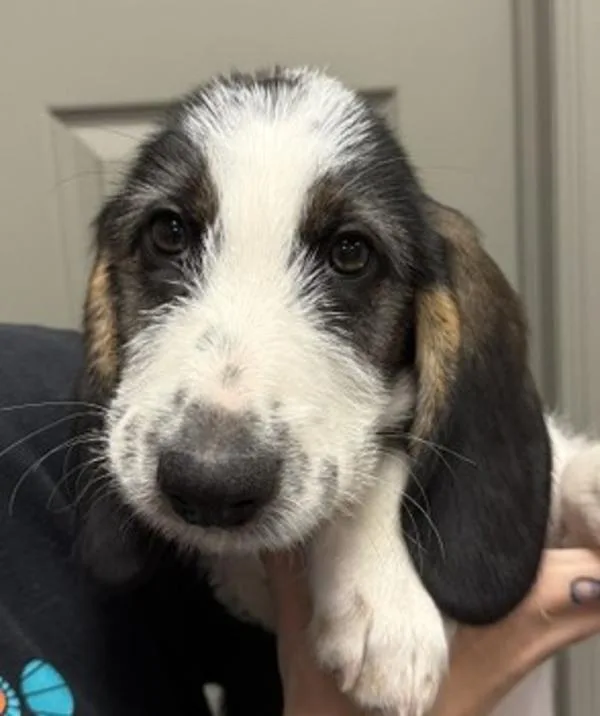 A baby medium-sized male Basset Hound dog named Callum for adoption in Littleton, CO