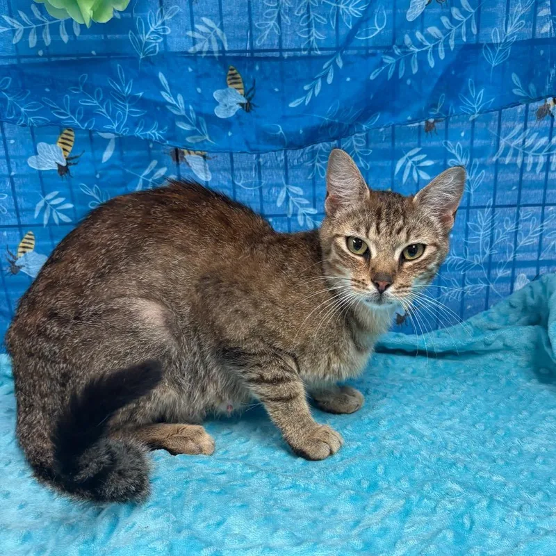 A young medium-sized female Brown / Chocolate American Shorthair cat named Biscuit for adoption in Greenfield, IN