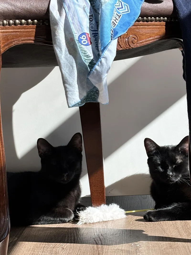 A young large-sized male Black Domestic Short Hair cat named Honeycrisp and Crunchwrap for adoption in Seattle, WA