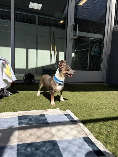 An adult small-sized male Terrier dog named Ginsberg for adoption in San Diego, CA
