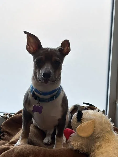 Ginsberg thumbnail 3