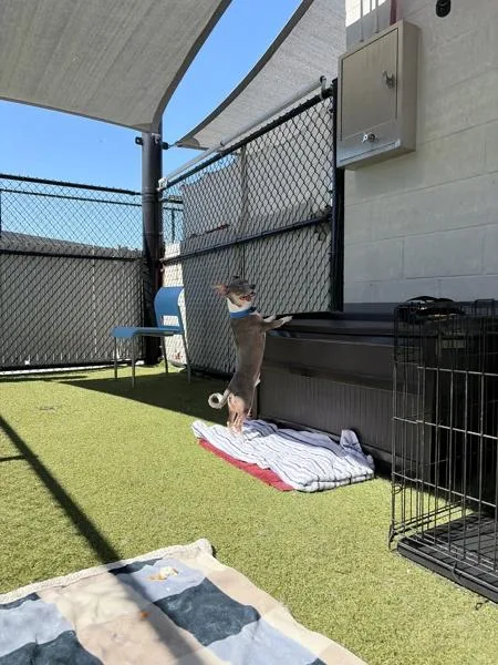 Ginsberg thumbnail 4