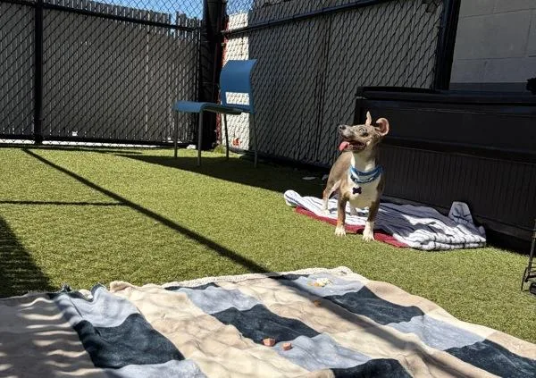 Ginsberg thumbnail 6