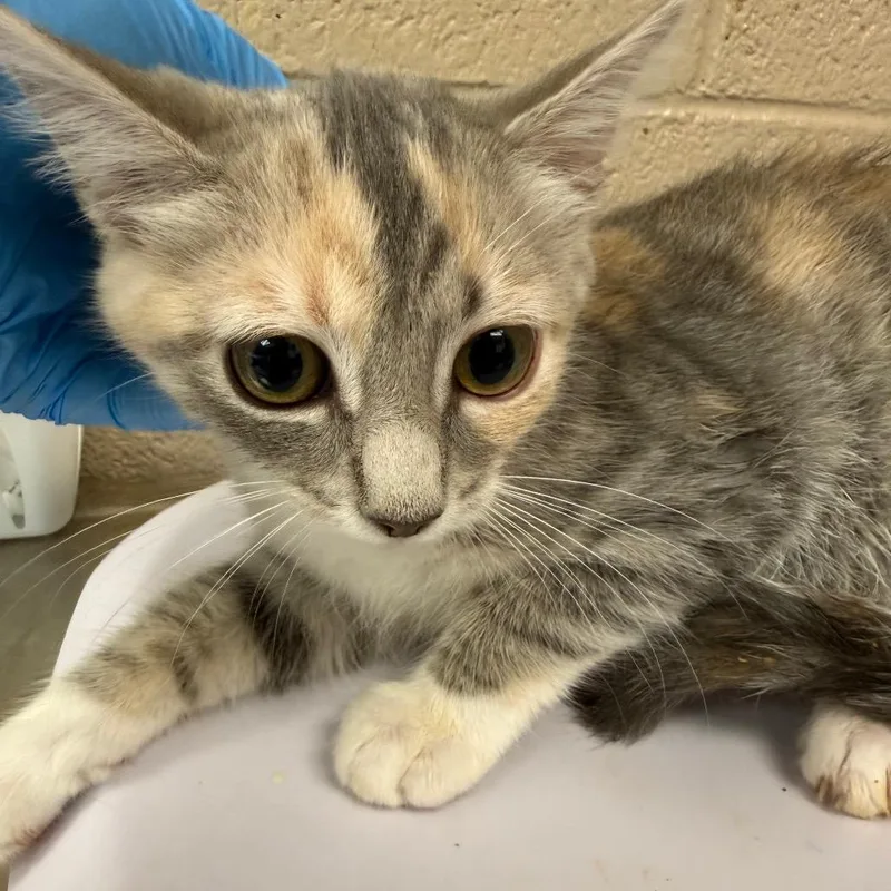 A baby small-sized female Torbie Domestic Short Hair cat named Tiramisu for adoption in Troy, VA